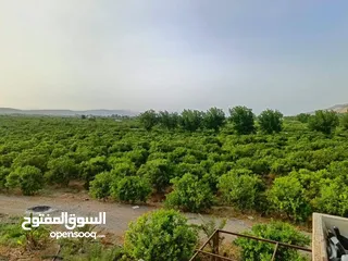  4 مزرعه مثمره للبيع