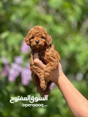  11 toy poodle T_cup now in Jordan  توي بودل تيكب بجميع الأوراق والثبوتيات والجواز والمايكرتشيب