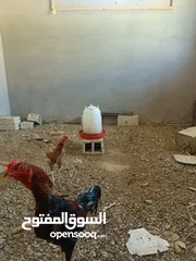  3 دجاج باكستاني للبيع خط أول