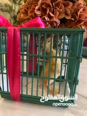  2 بط صغير للبيع