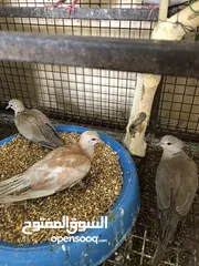  6 طير العفاد للبيع