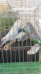  14 10 طيور حب طفرات جميله ونادرة  تبارك الله