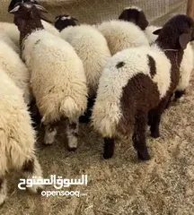  11 ذبائح نعيمي