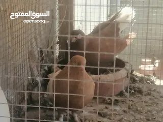  28 حمام للبيع