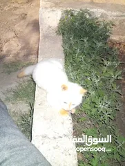  12 متوفر لدينا قطاط شرزي