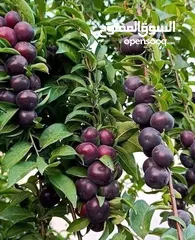  13 مشاتل الرويال لزراعه ومتابعه الاشجار