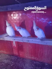  3 متاح كمية طيور كوكتيل اقرأ الوصف