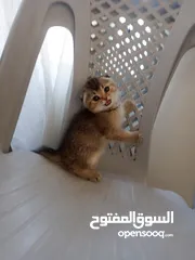  14 كتين سكوتش فولد وستريت
