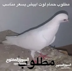  1 مطلوب حمام لوت لون ابيض