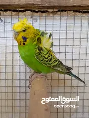  3 متاح فحل هاجرمو محلق