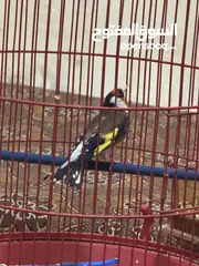  5 للبيع طائر حسون كبيس ولغه