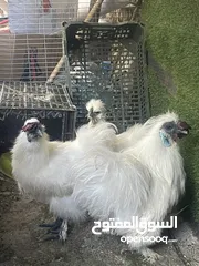  4 دجاج للبيع قطنيات