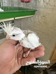  1 ازواج كوكتيل شغاله البينو وبايد