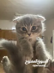  7 قطط للبيع في اربد الان