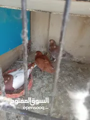  14 حمام كش وزق للبيع او للبدل على عصفير