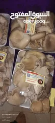  24 فطر محاري بلدي
