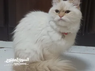  9 قطط لتبني نثيه الام مع اعياله.