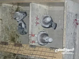  13 4 جواز شغاله  وفحل مكفوله للبيع دون الفراخ 35 دينار كوم