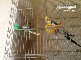  2 جوز كوكتيل
