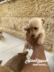  19 ‎ للبيع: جراء شيواوا صغيرة الحجم – شكل فاخر