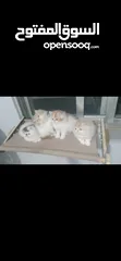  9 قطط ذكور عدد 3 بيرشن