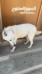  4 White Belgian Malinois