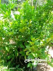  1 شجر ليمون وشماسي