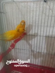  4 جوز فيشر + وجوزكنار جواز سغاله