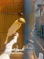  2 موجود حبتين كنار عمر 4شهور  صحه ونضافه موجود في الجويده