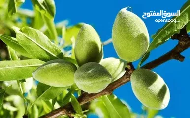  19 زراعة جميع انواع النباتات والفواكه والحمضيات