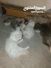  6 قطة جواها 4 عمر شهر