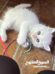  1 قطط همالايا صغيرة عمرها شهرين بالوان وجمال مميز