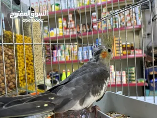  7 طير كوكتيل