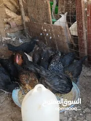 9 طيور متنوعه نضيفه كتير ترباية بيت مو قصص تجار