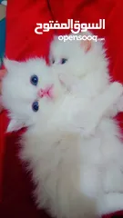  13 Available kittens for sale high quality breed Cats (Silver British breed & Scottish straight breed.)