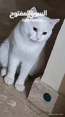  3 Turkish angora mix breed cat for adoption