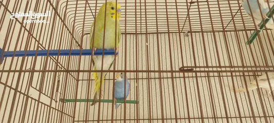  5 عصافير للبيع
