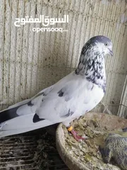  5 حمام باكستاني Pakistani pigeons