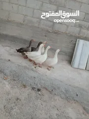  2 وز ابيض شغال للبيع