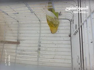  5 مخاليف فيشر اقرأ الوصف