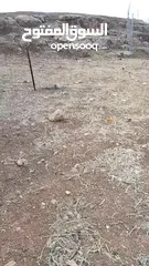  2 ارض مميزه للبيع