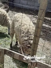  5 خروف ونعجة ربي يبارك