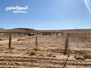  2 مزرعه زيتون