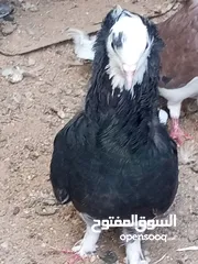  6 كوم حمام حوالي من 35 إلى 40 طير  للبيع