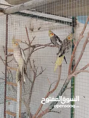  4 عصافير كوكتيل