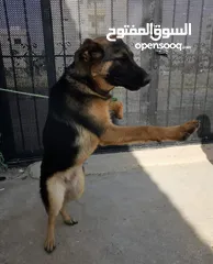  5 كلبة جيرمن عمرها 7 شهور للبيع