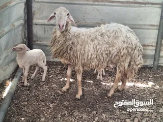  2 للبيع : جاعده حري مع ولدها توم كبش وحمله