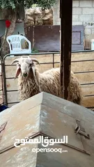  1 خروف بلدي وزنو 52 كلو