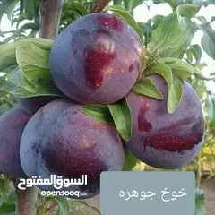  15 الأشجار المثمرة والزينة تجمع بين الجمال والفائدة، تنسيق وصيانة الحدائق الداخليه والخارجية
