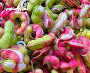  1 شتلات صبار بحريني فاخر